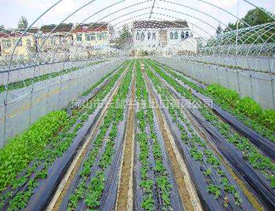 新型耐候PE地膜 新型耐候PE地膜